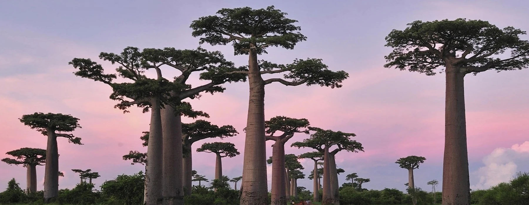 Baobabolje (Adansonia Digitata): En naturlig kilde til intens fuktighet og vitalitet