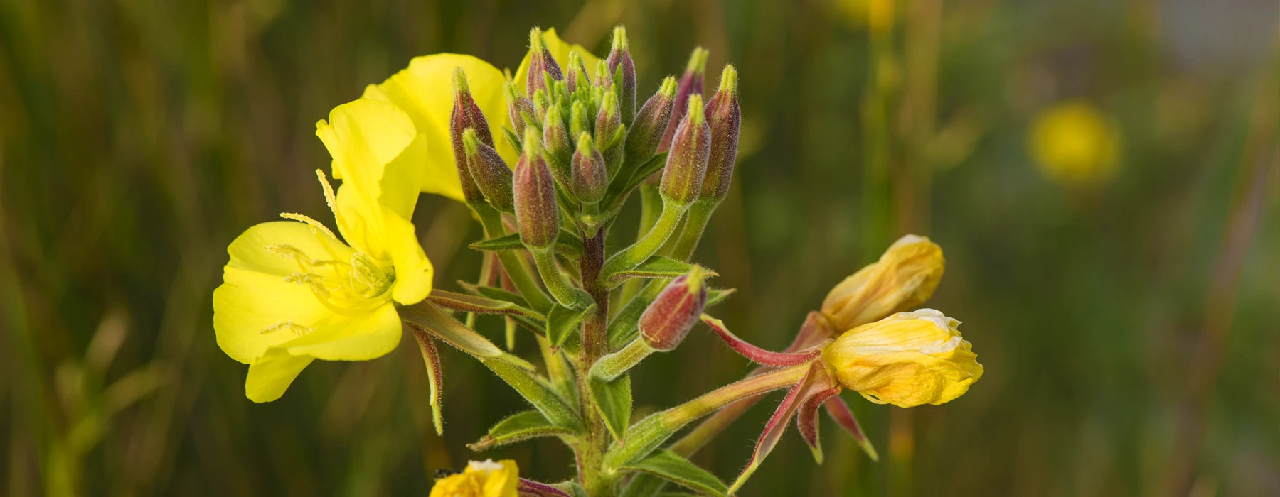 Nattlysolje (Oenothera Biennis): Reparerende og næringsrik for alle hudtyper