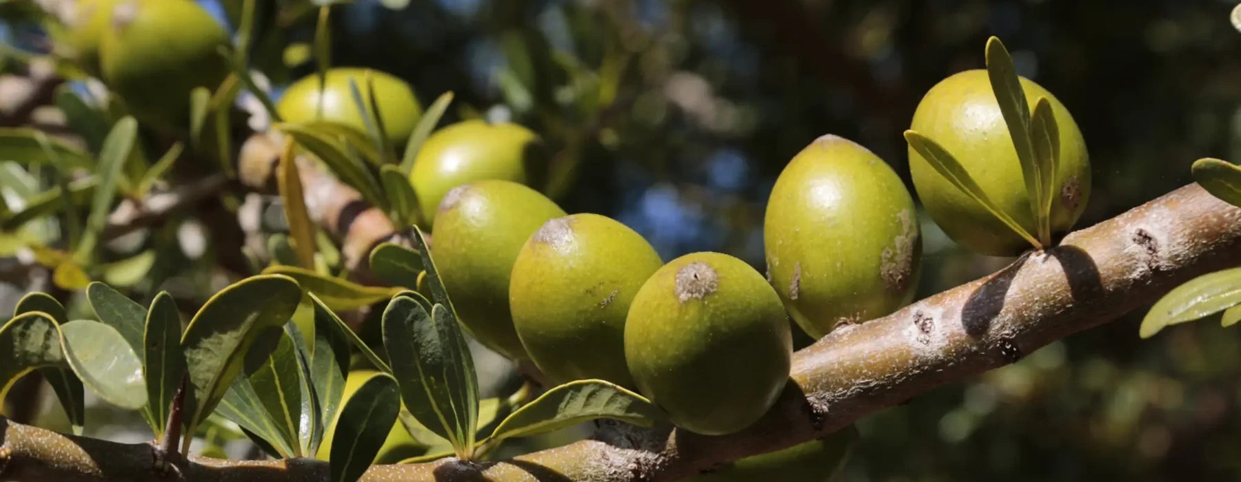 Arganolje (Argania Spinosa): En hellig skatt for hud og hår