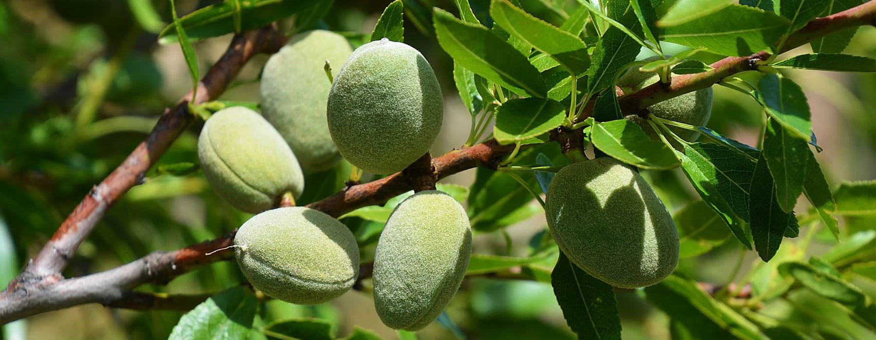 Mandelolje (Prunus Amygdalus): Næringsgivende og pleiende
