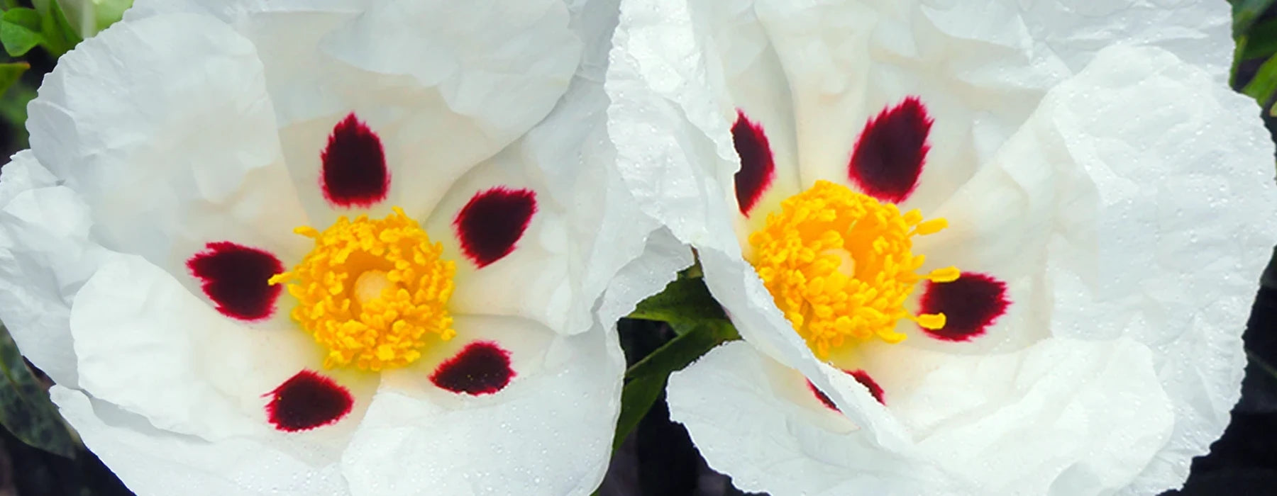 Labdanum Absolutt (Cistus ladanifer): Eksotisk harpiks for naturlig parfyme