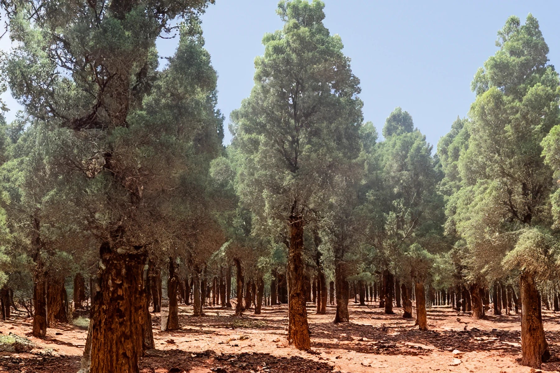 Atlas Sedertre (Cedrus Atlantica): Treaktig og balansert