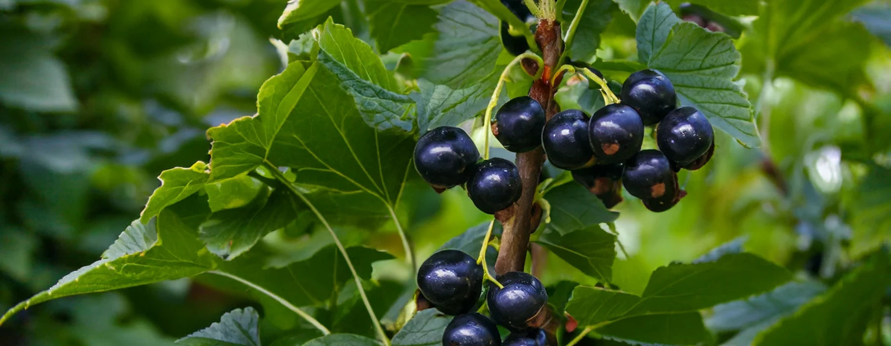 Solbærfrøolje (Ribes Nigrum): Helbredende olje for alle hudtyper